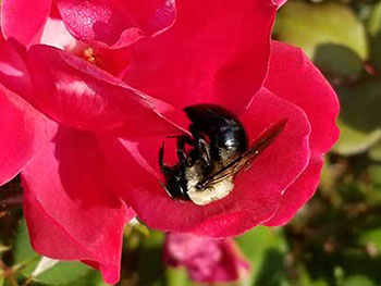 The Bumblebee Moment